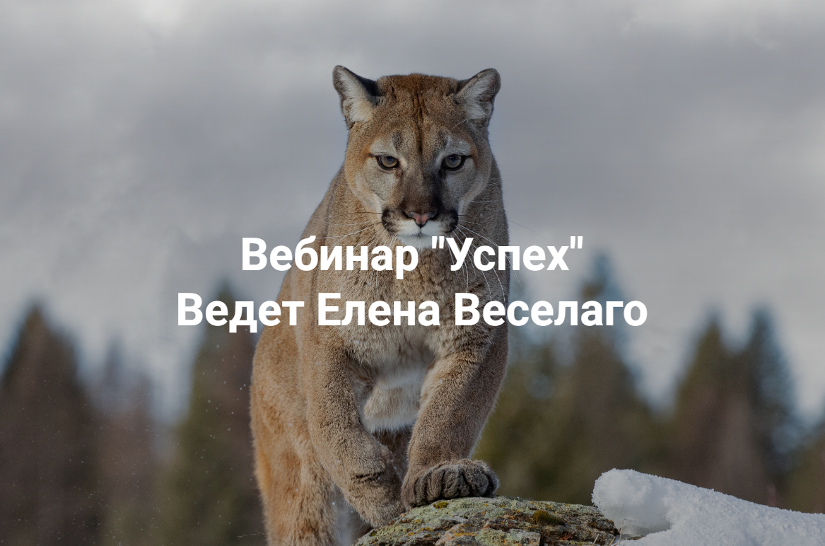 [Институт Открытого поля] Елена Веселаго ― Успех (_0.png